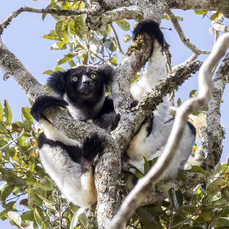 Two indri, the largest living lemurs, sitting in a tree in Madagascar's eastern rainforest