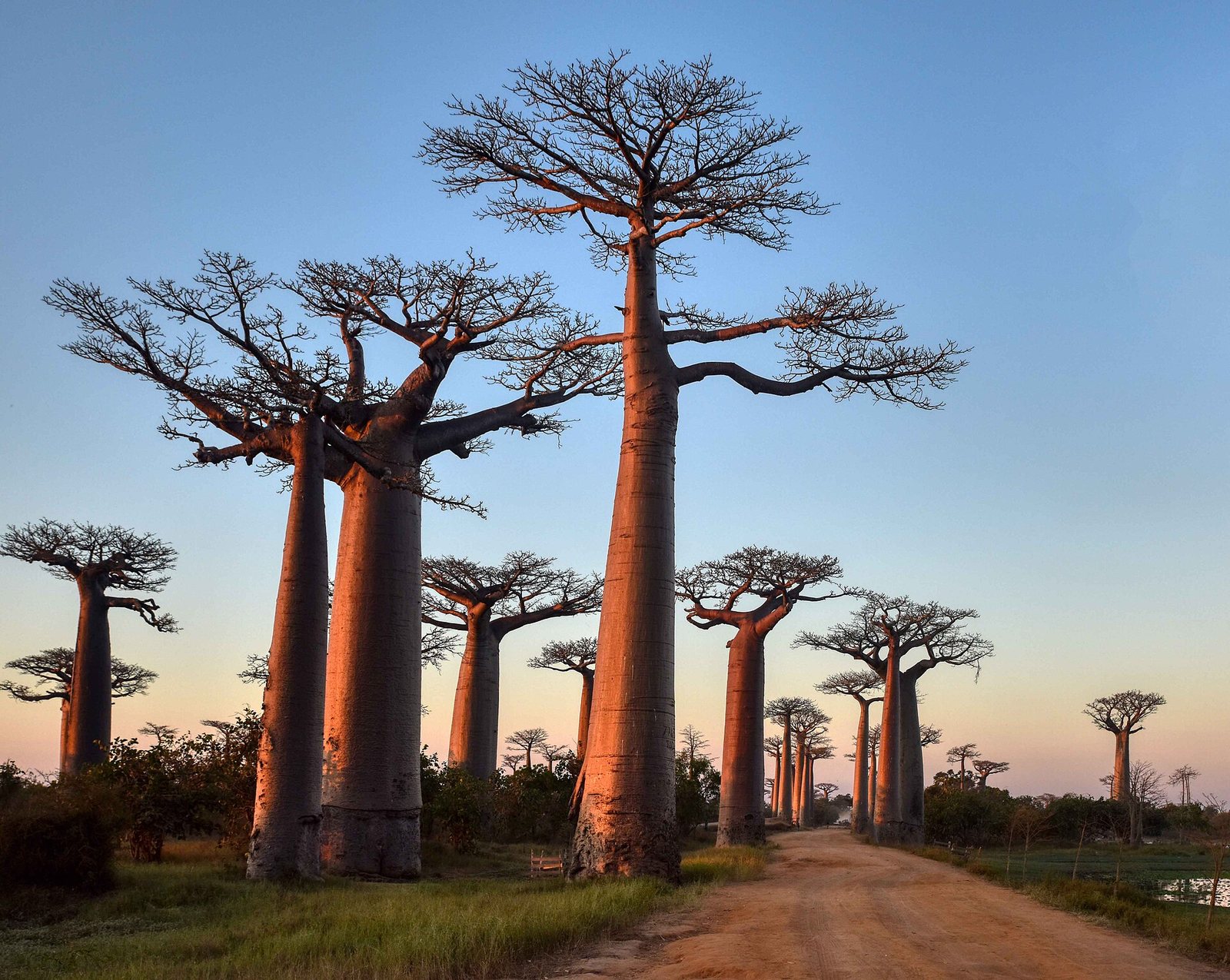 The Avenue of the Baobabs at sunset, a dirt road lined with giant baobabs near Morondava