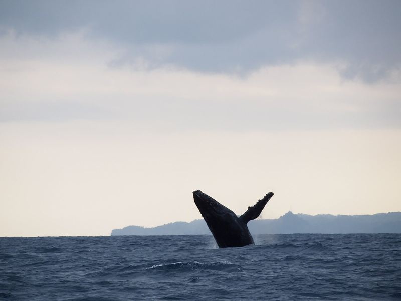 A humpback whale raising its tail off the coast of Sainte-Marie, Madagascar