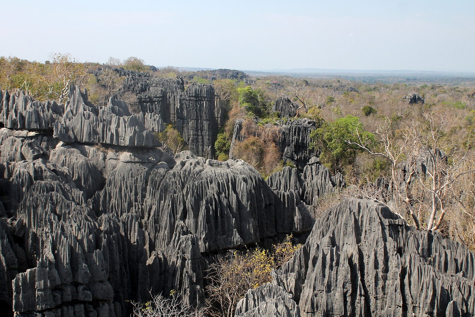 The knife-edged limestone pinnacles of the Grand Tsingy of Tsingy de Bemaraha, western Madagascar